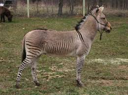 Check spelling or type a new query. Zimparks Confirms Existence Of Zonkey In Guruve