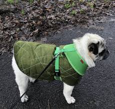 Shirt und pullover selber nähen. Hundemantel Nahen Freebie Anleitung Und Schnittmuster Konstruktion