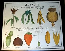 Vintage French School Poster Botanical Collage Botanical Poster School Posters