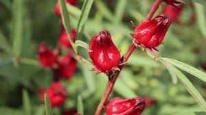 Image result for Gymnosporia tenuispina