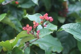 Image result for Clerodendrum splendens