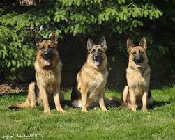 Akc personality although the german shepherd was first developed from a diverse combination of sheepherding and farm dogs with the intention of herding sheep, it soon. German Shepherd Puppy For Sale Ohio Petsidi