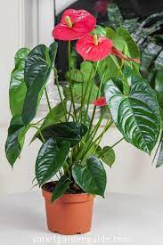 The word anthurium is taken from the greek 'anthos', flower, and 'aura' tail, referring to the spadix. Anthurium Care Tips How To Grow Anthurium Flamingo Flower Care Guide Anthurium Plant Common House Plants Anthurium Plant Care