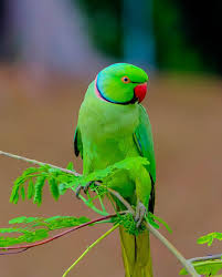 Green Bird With Red Ring Around Neck Pin By Renee On The Best Stuff In The World Parrot Pretty Birds Bird Photo