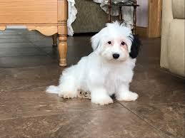 Black And White Coton De Tulear Puppies For Sale Coton De Tulear Breeders Puppies For Sale In Indiana Family Puppies Coton De Tulear Puppies Puppies For Sale