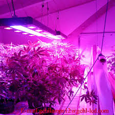 We did not find results for: Cob Led Grow Light Review How To Pick The Best Led Grow Light