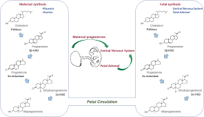 Image result for Pregnane Progestin
