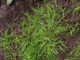 Image result for Isolepis fluitans