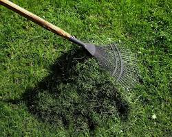 Image of dethatching lawn