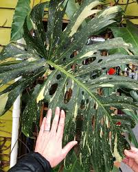 Monstera Deliciosa Thai Constellation Portlandnursery It S Portland S Og Monstera Monsteramonday Plant Leaves Plants Indoor Plants