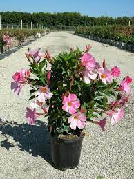 Mandevilla Plant Care Growing Mandevilla In Your Garden Climbing Flowers Plants Planting Flowers