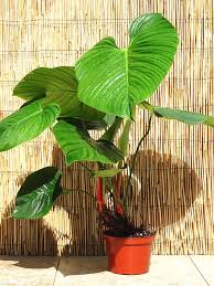 Xl Philodendron Verrucosum Ecuador Plant In 6 Pot Philodendron Plants Philodendron Plant