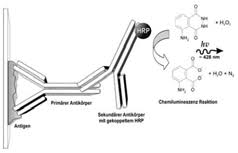 Ce dernier, à base de phosphomolybdate et de phosphotungstate, réagit avec les tyrosines et les tryptophanes, pour donner une coloration bleue qui s'ajoute à celle du biuret. Http Www Ipfdd De Fileadmin User Upload Mbz Documents Biochemie Praktikum Pdf