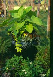 We did not find results for: Those Amazing Elephant Ears The Gateway Gardener