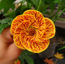 Image result for Abutilon grantii