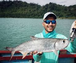Sementara ikan barramundi kecil kebanyakan makan udang kecil. Mancing Gokil Musim Tarpon A K A Bulan Bulan Di Facebook