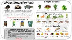 Sideneck Turtle Food Guide Turtle Care Turtle Tank Musk Turtle