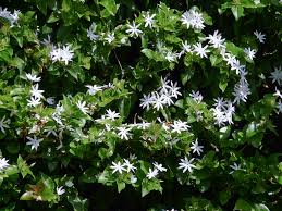 Image result for Jasminum pauciflorum