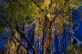 Decorative Outdoor String Lights Hanging On Tree In The Garden Stock Photo Picture And Royalty Free Image Image 123077885