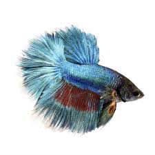 Pick up a betta fish tank today from petco. Male Rose Petal Bettas For Sale Order Online Petco