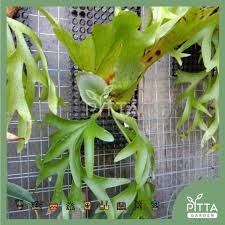 Paku tanduk rusa adalah sekelompok tumbuhan paku epifit yang semuanya tergabung dalam marga platycerium'. Tanduk Rusa Pokok Price Promotion Jun 2021 Biggo Malaysia