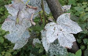 Maybe you would like to learn more about one of these? How To Get Rid Of Powdery Mildew From Plants Lovetoknow