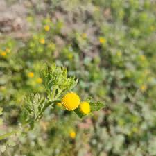 Image result for Grangea maderaspatana