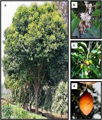 Image result for Mimusops elengi