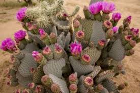 Prickly pear cactus represent about a dozen species of the opuntia genus (family cactaceae) in the north american deserts. Beavertail Prickly Pear Info Tips For Growing A Beavertail Cactus Plant