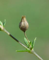 Image result for Cliffortia serpyllifolia