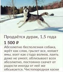 49 odnoklassniki smeshnye haski fotografiya yumor smeshnye memy