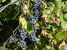 Vitis californica, the california wild grape, or northern california grape, or pacific grape, is a wild grape species widespread across much of california as well as southwestern oregon. Fox Grape The Druid S Garden