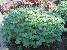 Image result for Geranium mlanjense