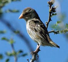 Image result for Eriochloa macclounii