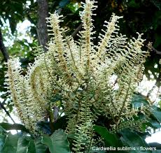 Maybe you would like to learn more about one of these? Cardwellia Sublimis Northern Silky Oak Bull Oak Wild Wings Swampy Things