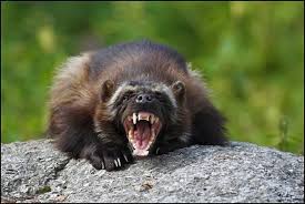 Michigan 10 29 2016 Hail Yeash Wolverine Animal Wild Animals Pictures Most Aggressive Animals