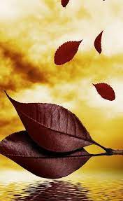 Maybe you would like to learn more about one of these? Most Beautifull Leaves Water Mobile Hd Wallpapers I Redd It Submitted By Anasnews To R Iwal Mobile Wallpaper Phone Wallpaper Images Hd Wallpapers For Mobile
