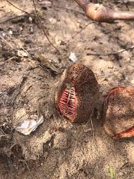 Image result for Hydnora