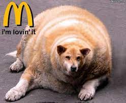Free for commercial use no attribution required high quality images. Fat Dogs