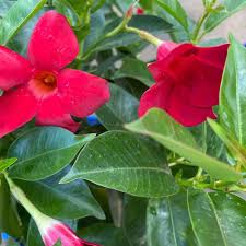 Image result for dipladenie hybrida rio obrázek