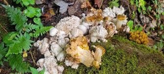 Image result for Emilia caespitosa