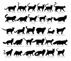 Different Types of Cats - Cat Appy