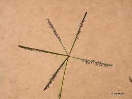 Image result for Cynodon incompletus