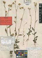 Image result for Crassocephalum rubens