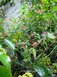 Image result for Jasminum beesianum