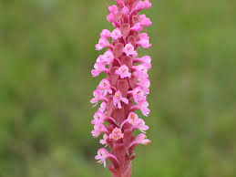 Image result for Satyrium trinerve