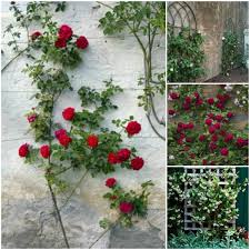 Trellis Espalier Rose Arches And Other Flower Supports Are Visual Highlights In The Garden Free Landscape Design Free Landscape Design Software Landscape Design Software