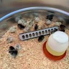 Pet stores in fleming island. Pet Stores In Woodinville Yelp