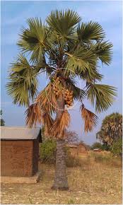 Image result for Borassus aethiopum