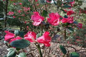 Image result for Rourea thomsonii